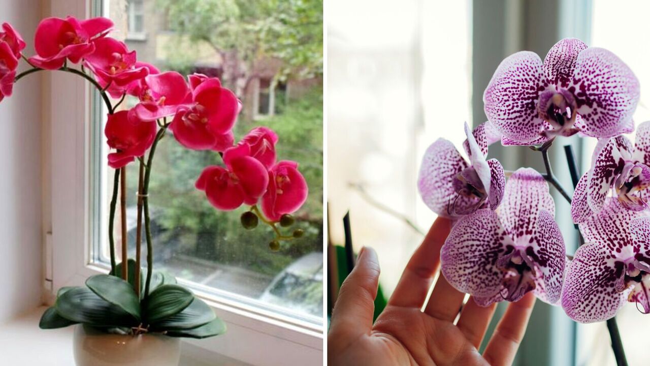 How to get an orchid to bloom even without fertilizer: the foolproof way