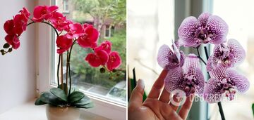 Jak sprawić, by orchidea zakwitła nawet bez nawozu: niezawodny sposób