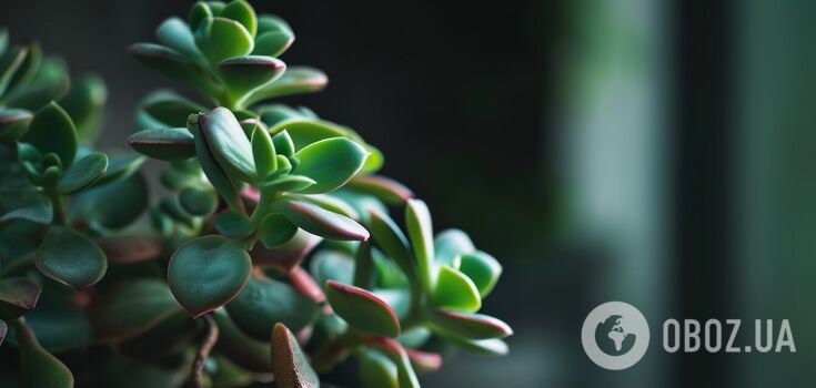 How to make a money tree bloom: five simple methods
