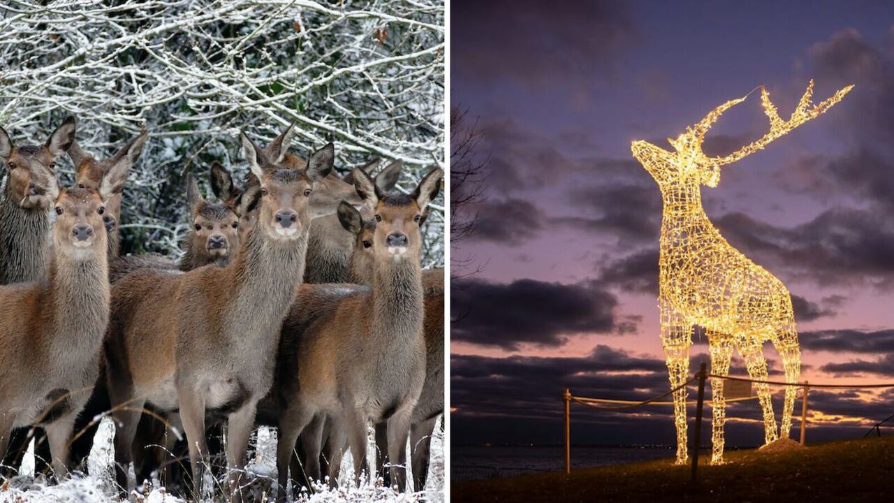 Find the festive reindeer: a tricky Christmas puzzle 