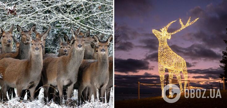 Find the festive reindeer: a tricky Christmas puzzle
