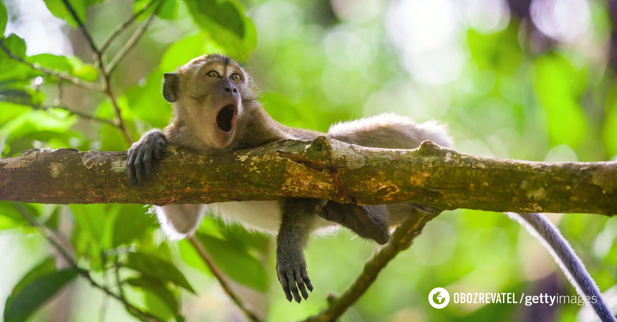 Małpy zaczęły używać kamiennych narzędzi, gdy turyści zniknęli z powodu COVID-19, a jedzenie stało się rzadkością