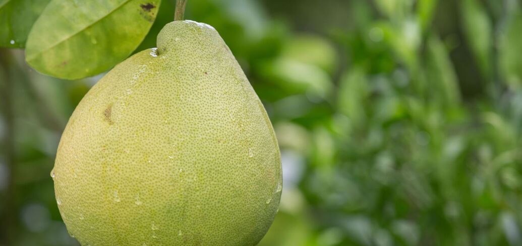 Jak wyczyścić pomelo w kilka minut: trzy główne życiowe triki
