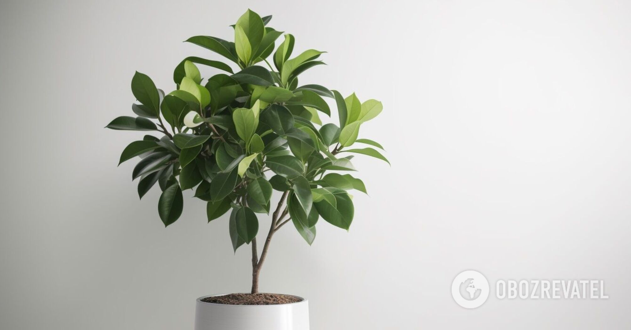 Why ficus sheds leaves: causes and how to protect the plant from death