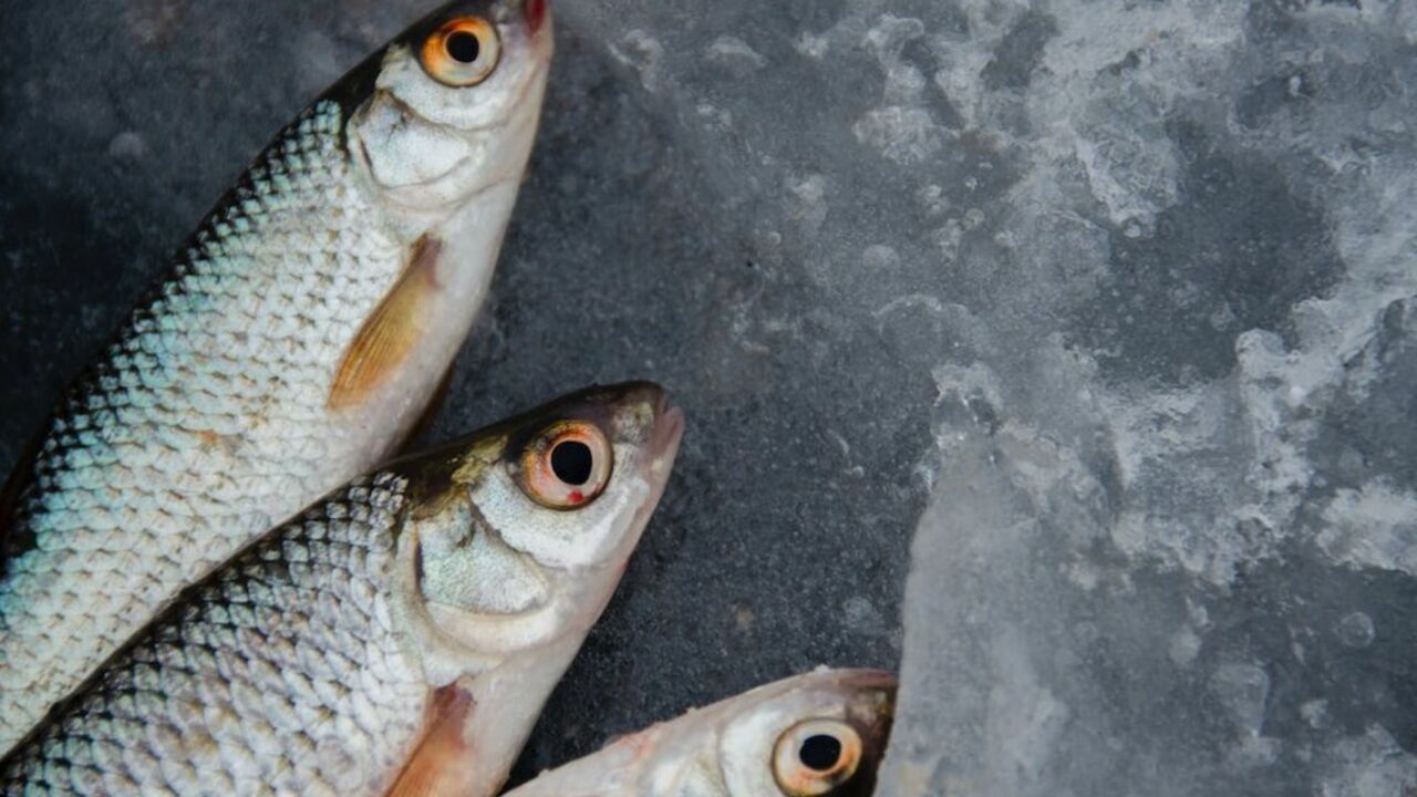 River fish