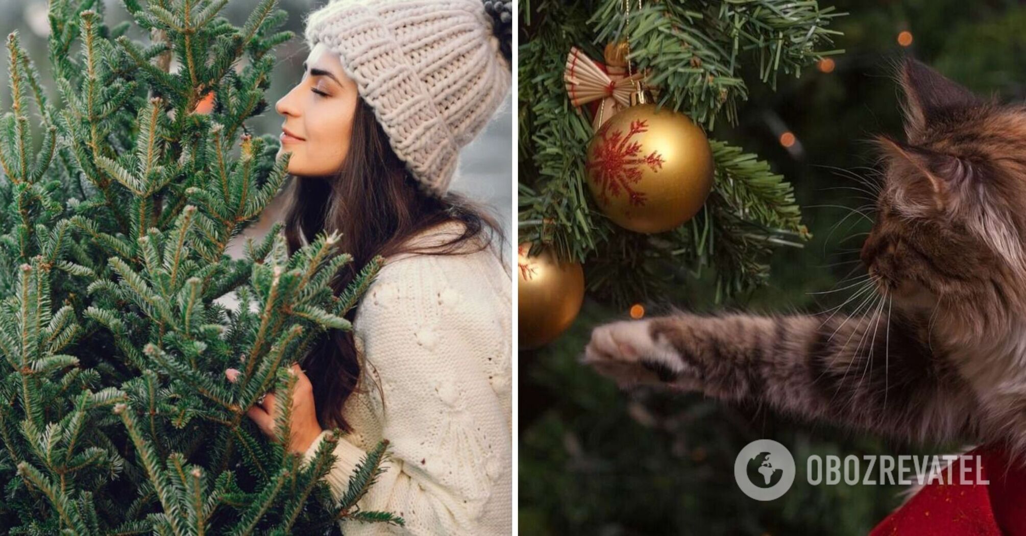 You won't believe it! What kind of beetles can be brought into the house along with the Christmas tree