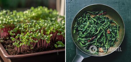 What are microgreens and which kinds taste best: instructions, how to plant