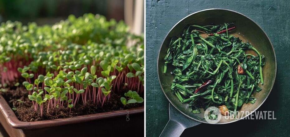 Co to są mikrozielone warzywa i które z nich smakują najlepiej: instrukcje, jak sadzić