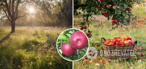 Nigdy nie koś trawy pod jabłoniami: wyjaśnienie dlaczego
