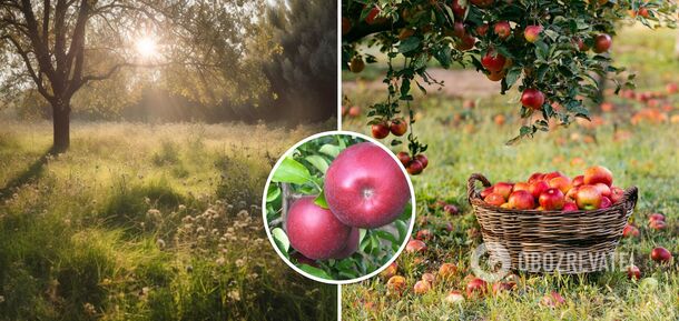 Never mow the grass under apple trees: explaining why