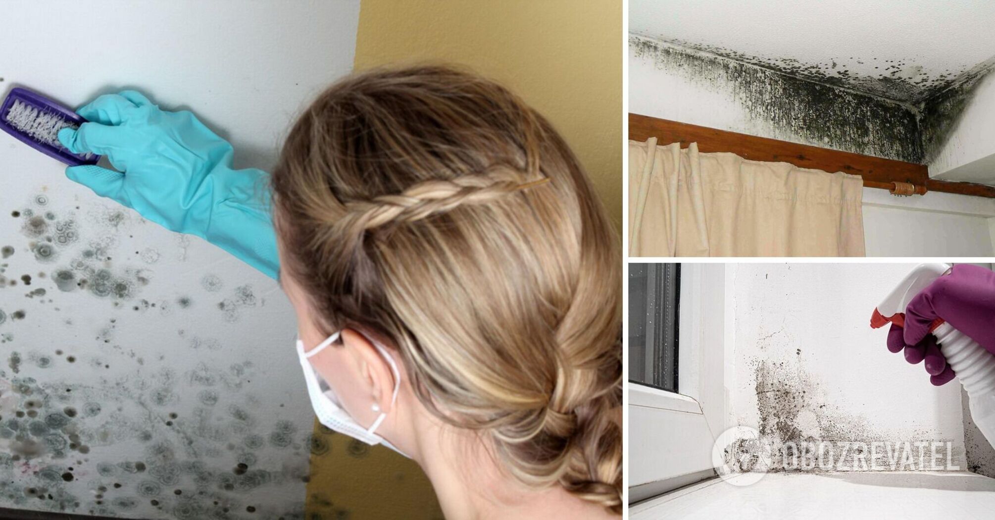 How to get rid of mold: the best home method