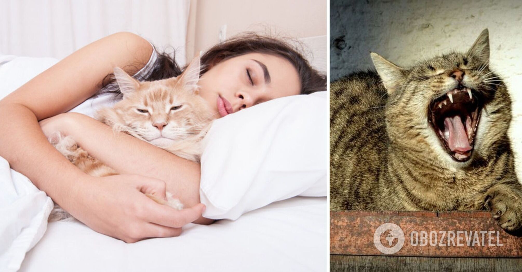Dlaczego nie należy spać z kotem: znaki ludowe