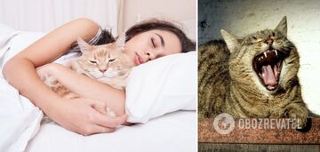 Dlaczego nie należy spać z kotem: znaki ludowe
