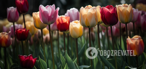 How to grow tulips on a windowsill: methods with and without soil