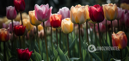Jak uprawiać tulipany na parapecie: metody z glebą i bez gleby