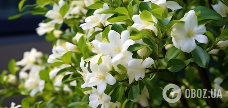 They will bloom until frost: what frost-resistant shrubs to choose for garden