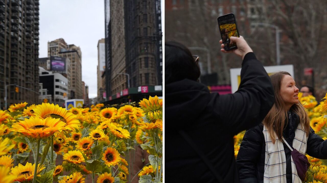 An installation with 333 sunflowers was installed in the heart of New York on the occasion of Ukraine's Sobornosti Day. Photo