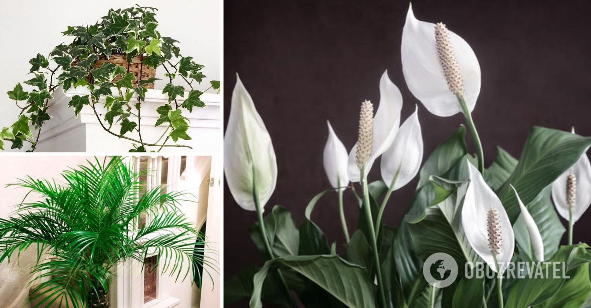 Which houseplants are the best at absorbing moisture and getting rid of mold: a list