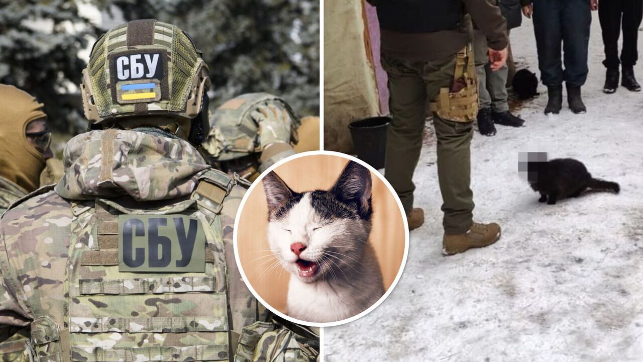 Kot-agent Służby Bezpieczeństwa Ukrainy rozbawił sieć