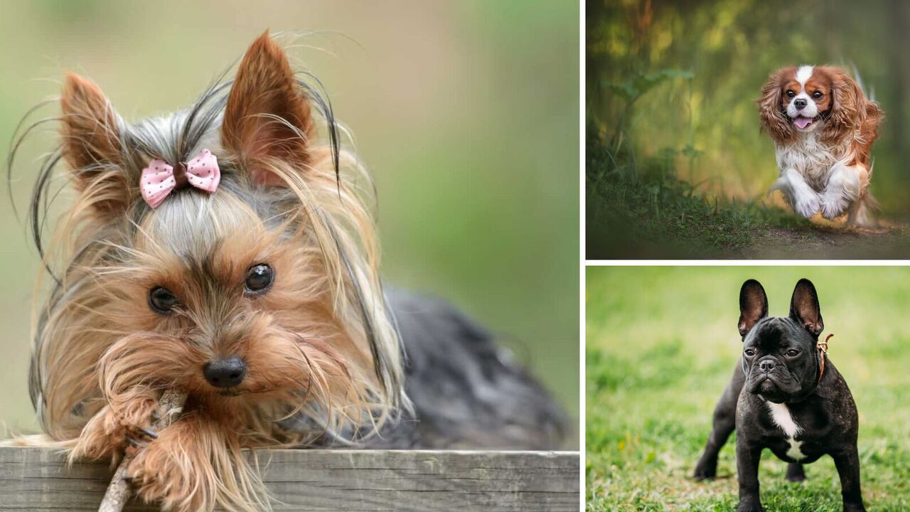Breeds of dogs that are expensive to maintain: there will be too many expenses
