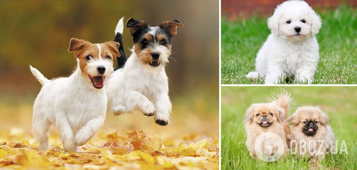 Which dogs adapt best to apartment living: breeds and photos