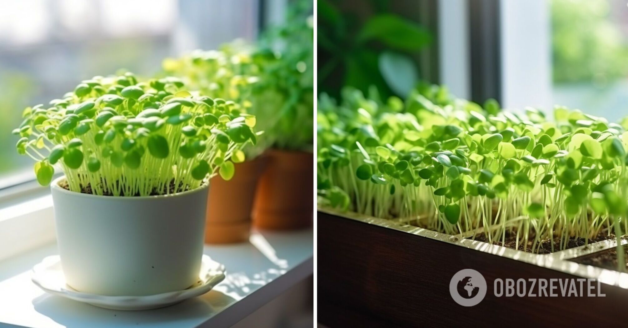 Not just greens: what you can plant in December