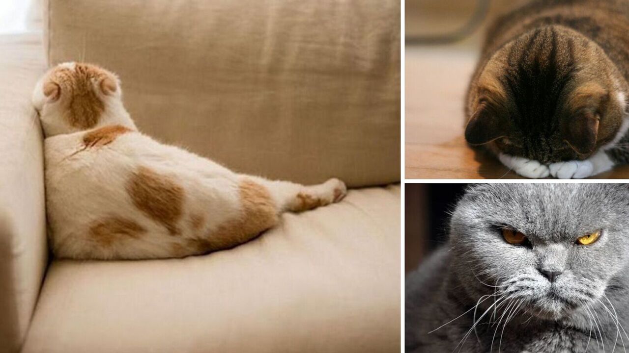 What cats get offended the most: a list of prohibited actions