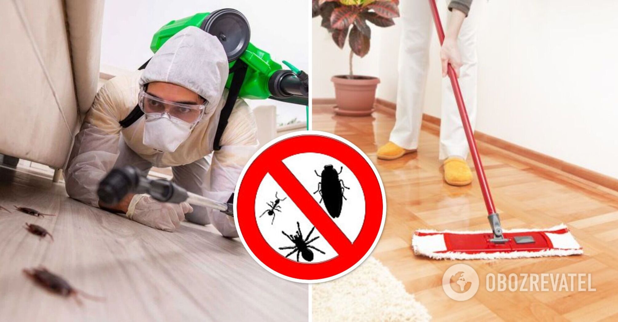 How to get rid of cockroaches in the kitchen: a clever but reliable trick