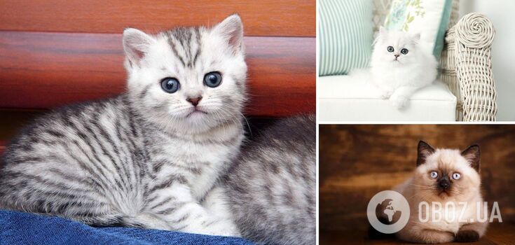 Which cats are best suited for families with children: love to play and are always affectionate