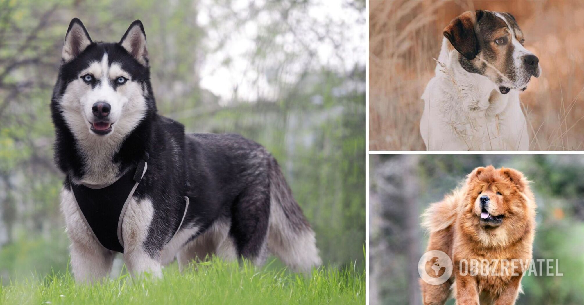 Which dogs are the most demanding: it's difficult for them to adapt to the owner