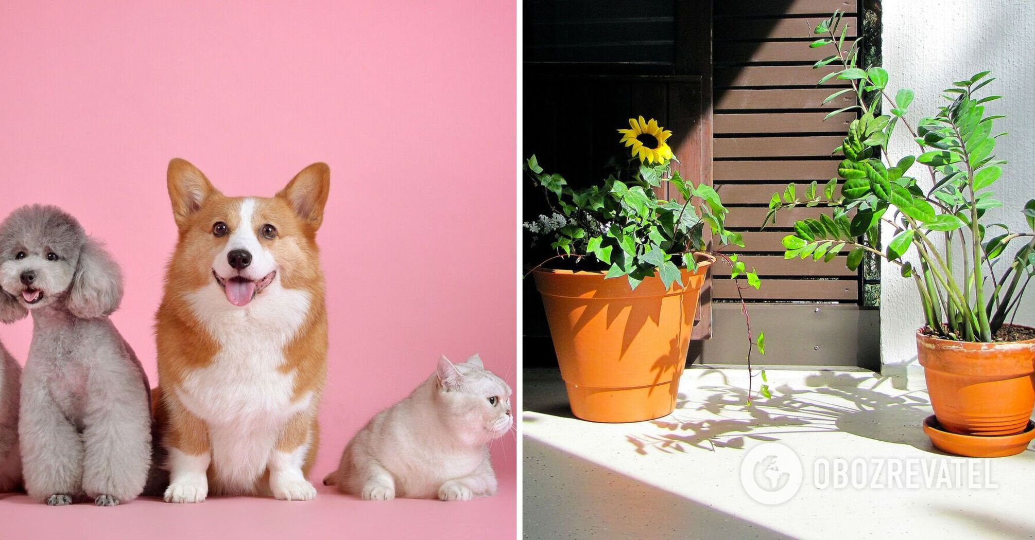 Can cause vomiting and tremors: 5 of the most dangerous plants for pets