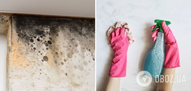 An over-the-counter remedy can quickly help get rid of mold in the house: how to use it