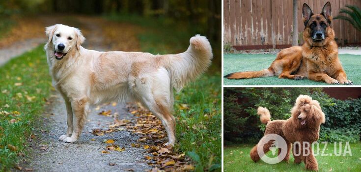 What are the best guide dog breeds for the blind: breeds and photos