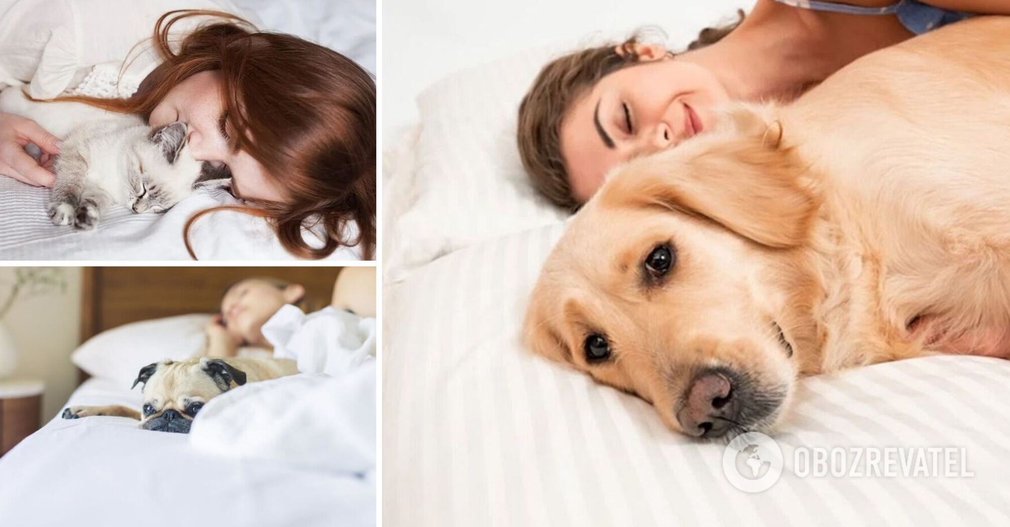 Dlaczego nie należy wpuszczać zwierząt do łóżka: odpowiedź naukowców