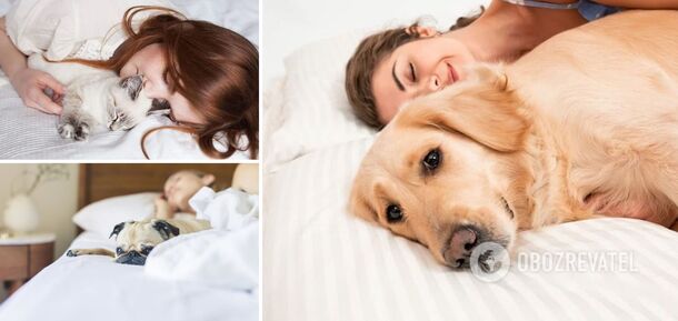 Dlaczego nie należy wpuszczać zwierząt do łóżka: odpowiedź naukowców