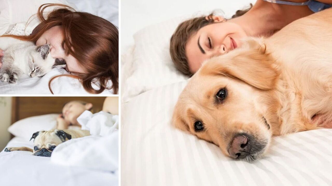 Why pets should not be allowed in bed: scientists' answer