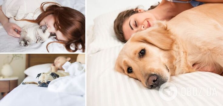 Why pets should not be allowed in bed: scientists' answer