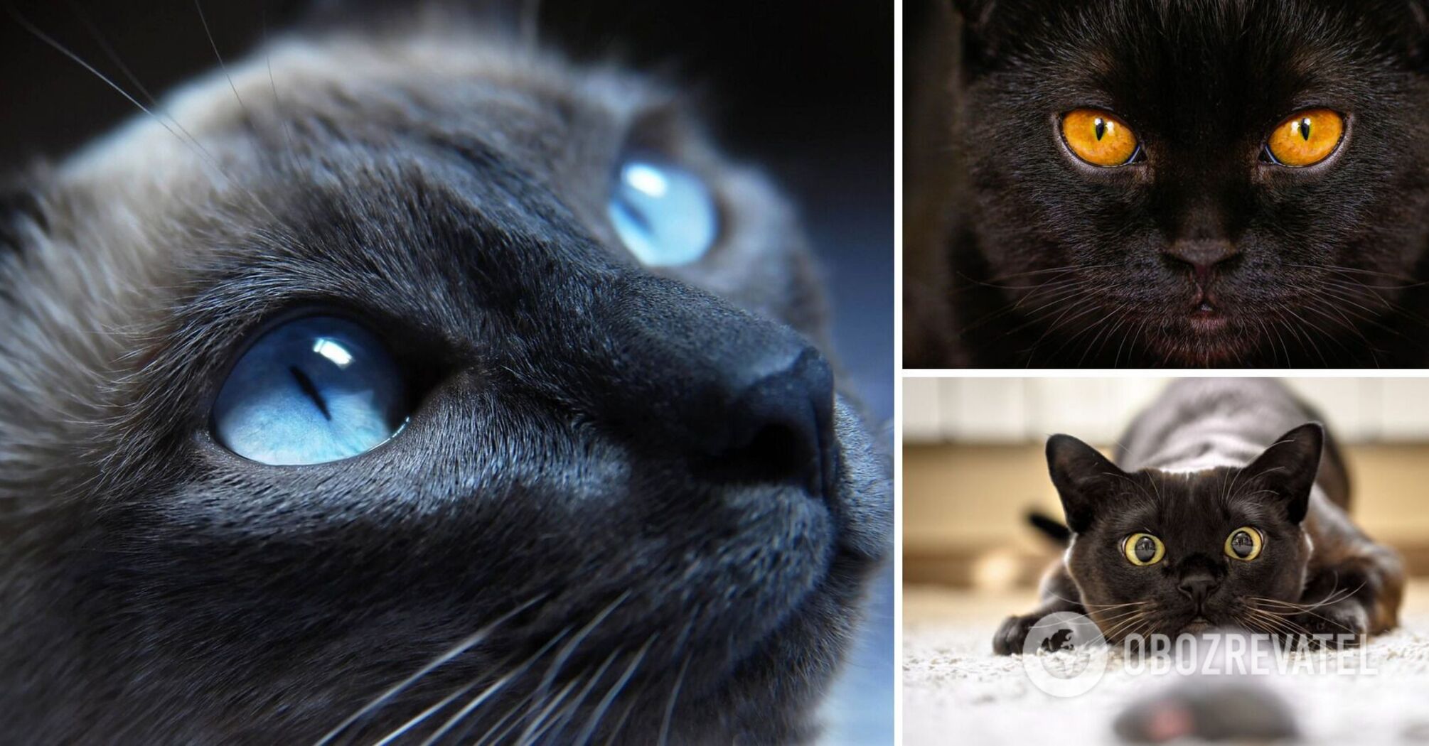 Jak koty widzą świat: osobliwości zwierzęcego wzroku, z których nie zdawałeś sobie sprawy