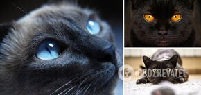 How cats see the world: peculiarities of animal vision that you didn't know about
