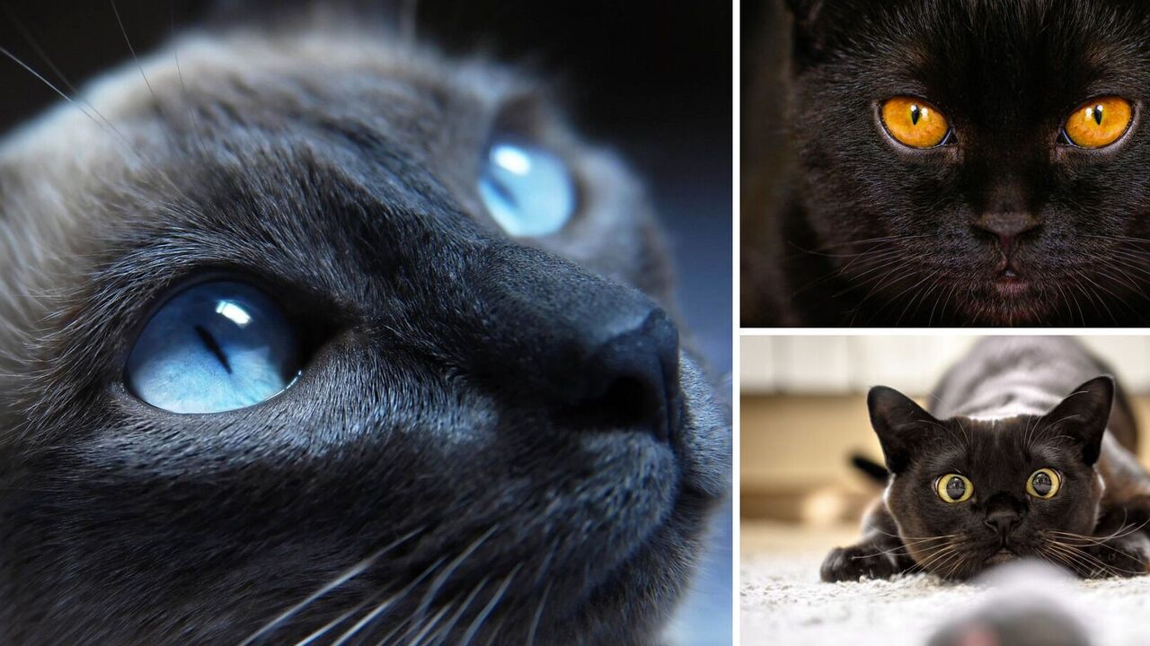 How cats see the world: peculiarities of animal vision that you didn't know about