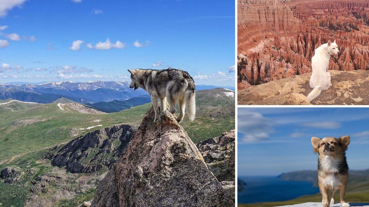 Will dogs survive in a world without humans: scientists come to an unexpected conclusion