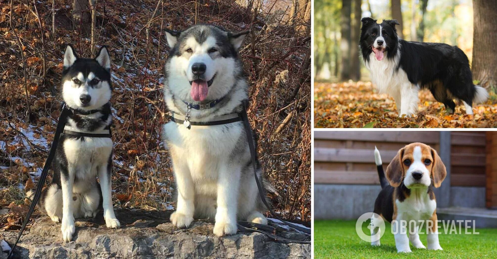 What dogs can't live in an apartment: they can be dangerous or depressed