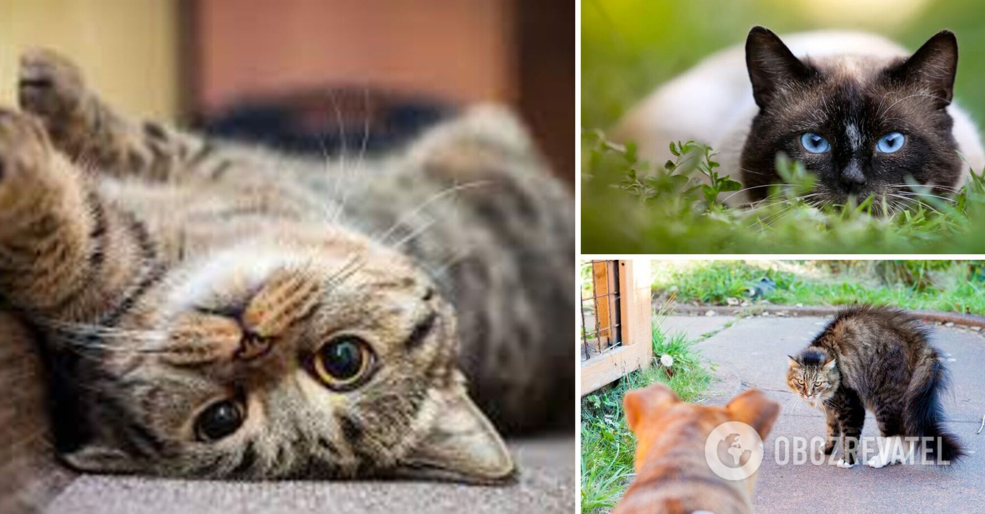 How to understand what a cat wants: the secrets of pet body language