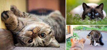 Jak zrozumieć, czego chce kot: sekrety mowy ciała zwierząt domowych