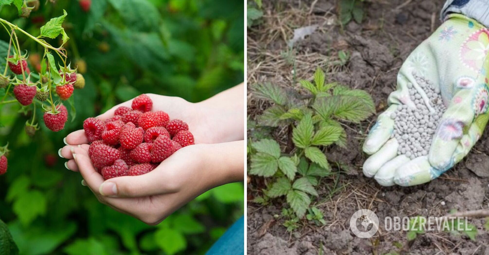 What to fertilize raspberry bushes - fertilizers for a giant harvest