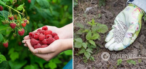 How to fertilize raspberry bushes in spring for a great harvest: tips