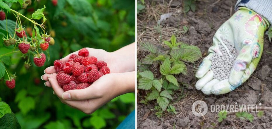 How to fertilize raspberry bushes in spring for a great harvest: tips