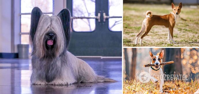 Od owczarków po husky: który pies pasuje do każdego znaku zodiaku