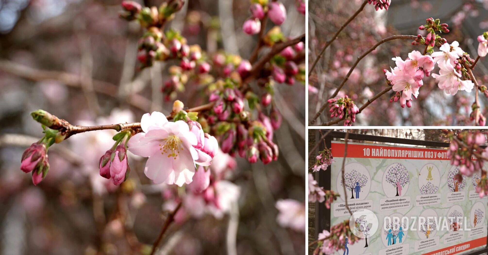 The famous "crazy sakura", which is called the visiting card of Mukachevo, has blossomed. Photo