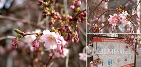 The famous 'crazy sakura', which is called the visiting card of Mukachevo, has blossomed. Photo